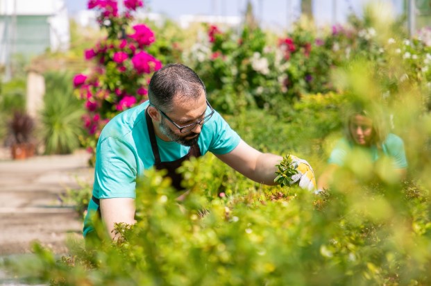 Ways to Keep Your Garden Healthy and Maintained